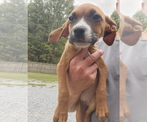 Mutt Dogs for adoption in Woodbury, NY, USA