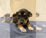 Small Mutt