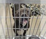 KING JACK - Male Mutt Dog for Adoption - Small photo