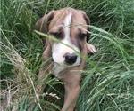 Small Photo #4 Great Dane-Labrador Retriever Mix Puppy For Sale in ESTACADA, OR, USA