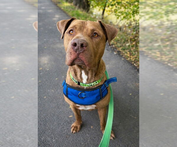 Medium Photo #5 Mutt Puppy For Sale in Salt Lake City, UT, USA