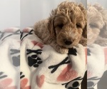 Small Photo #16 Goldendoodle (Miniature) Puppy For Sale in LOVES PARK, IL, USA