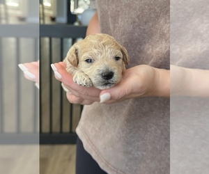 Maltipoo (Miniature) Puppy for sale in BESSEMER, AL, USA