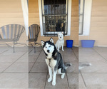 Small Photo #1 Siberian Husky Puppy For Sale in SAN ANTONIO, TX, USA