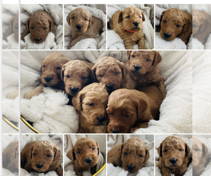 Goldendoodle (Miniature) Puppy for sale in BYRON CENTER, MI, USA