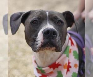 American Staffordshire Terrier-Unknown Mix Dogs for adoption in San Antonio, TX, USA