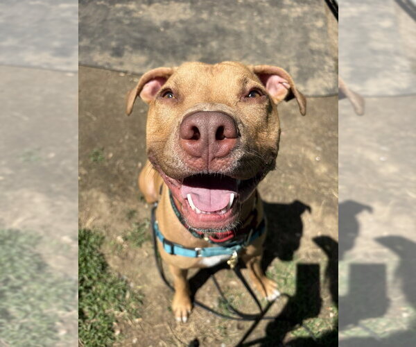 Medium Photo #12 American Pit Bull Terrier-Unknown Mix Puppy For Sale in Brewster, NY, USA