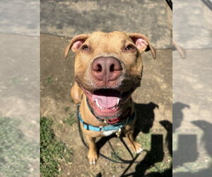 AC - Whiskey aka Snuggles - Male American Pit Bull Terrier-Unknown Mix Dog for Adoption - Photo #12