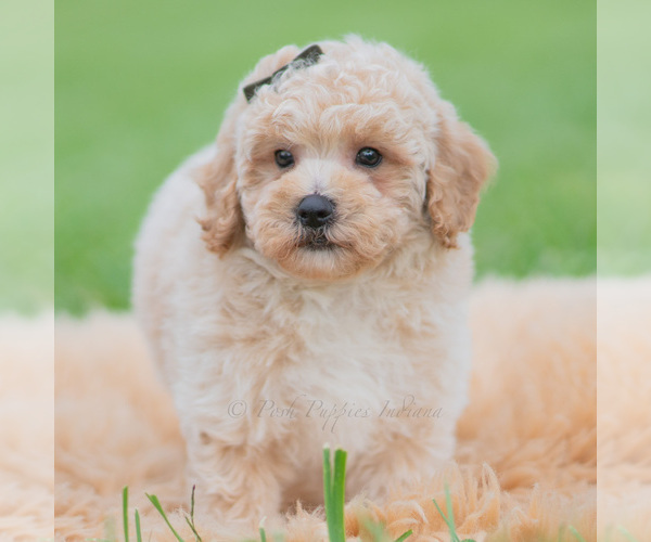 Medium Photo #56 Maltipoo (Miniature) Puppy For Sale in WARSAW, IN, USA