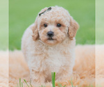 Small #3 Maltipoo (Miniature)