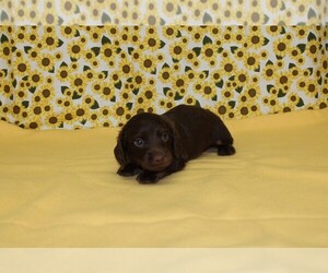 Dachshund Puppy for sale in CHANUTE, KS, USA