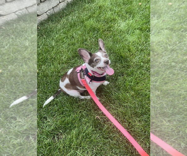 Medium Photo #4 Chiweenie Puppy For Sale in Mundelein, IL, USA