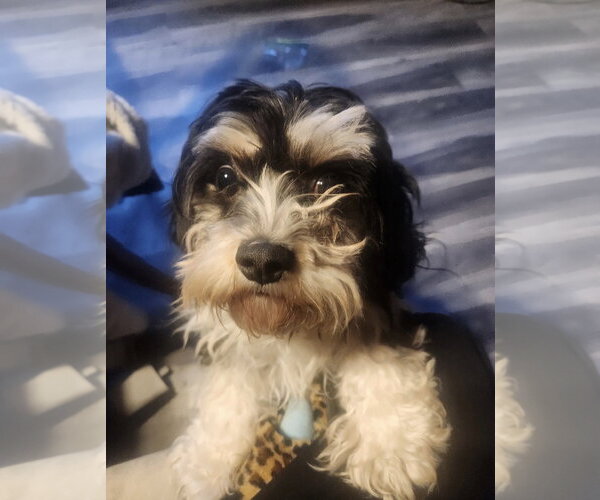 Medium Photo #1 Cavachon Puppy For Sale in Cuyahoga Falls , OH, USA