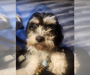 Cavachon Dogs for adoption in Cuyahoga Falls , OH, USA
