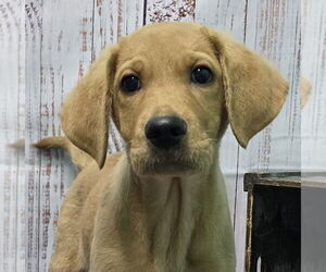 Labrador Retriever-Unknown Mix Dogs for adoption in Wetumpka, AL, USA