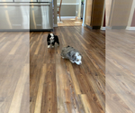 Small Photo #3 Miniature Australian Shepherd Puppy For Sale in REXFORD, NY, USA
