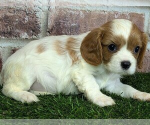 Cavalier King Charles Spaniel Puppy for sale in MOBERLY, MO, USA