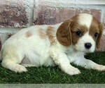 Image preview for Ad Listing. Nickname: Coco AKC regist
