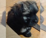 Small Photo #4 Havanese Puppy For Sale in MILTON, FL, USA