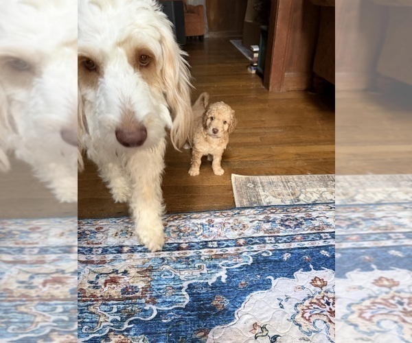 Medium Photo #97 Aussiedoodle Puppy For Sale in ASHEVILLE, NC, USA