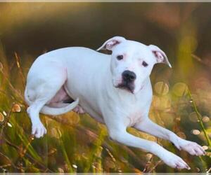 American Pit Bull Terrier-Unknown Mix Dogs for adoption in Oklahoma City, OK, USA