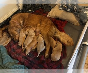 Golden Retriever Litter for sale in GARDEN VALLEY, CA, USA