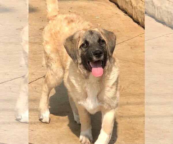 Medium Photo #11 Anatolian Shepherd-Unknown Mix Puppy For Sale in Plymouth, MN, USA