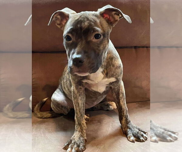 Medium Photo #2 American Pit Bull Terrier-American Staffordshire Terrier Mix Puppy For Sale in Wenonah, NJ, USA