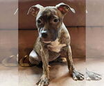 Small #1 American Pit Bull Terrier-American Staffordshire Terrier Mix