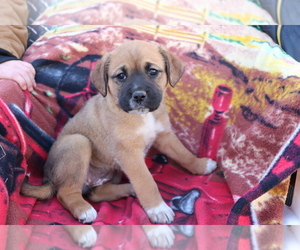 Boxador-Labrador Retriever Mix Puppy for sale in SHILOH, OH, USA