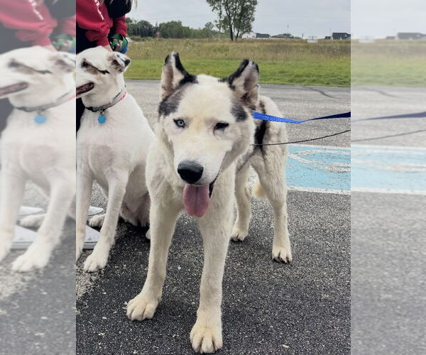 Medium Photo #11 Huskies -Unknown Mix Puppy For Sale in Grafton, WI, USA