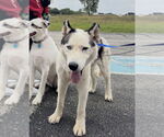 Small #10 Huskies  Mix