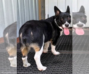 Lance - Male Mutt Dog for Adoption - Photo #4