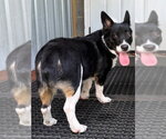 Small #3 Mutt