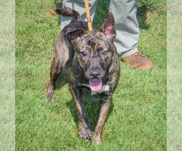 Medium Photo #4 Holland Shepherd-Mountain Cur Mix Puppy For Sale in Huntley, IL, USA