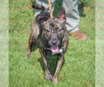 Small #3 Holland Shepherd-Mountain Cur Mix