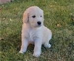 Small Photo #1 Goldendoodle Puppy For Sale in RIO RANCHO, NM, USA
