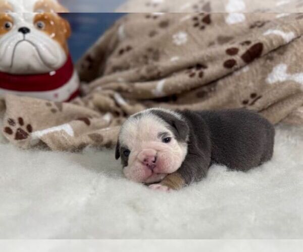 Medium Photo #1 English Bulldog Puppy For Sale in OOLOGAH, OK, USA