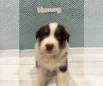 Puppy Honey Australian Shepherd