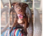 Small #7 Labrador Retriever Mix