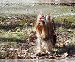 Small Photo #8 Yorkshire Terrier Puppy For Sale in CULLOWHEE, NC, USA