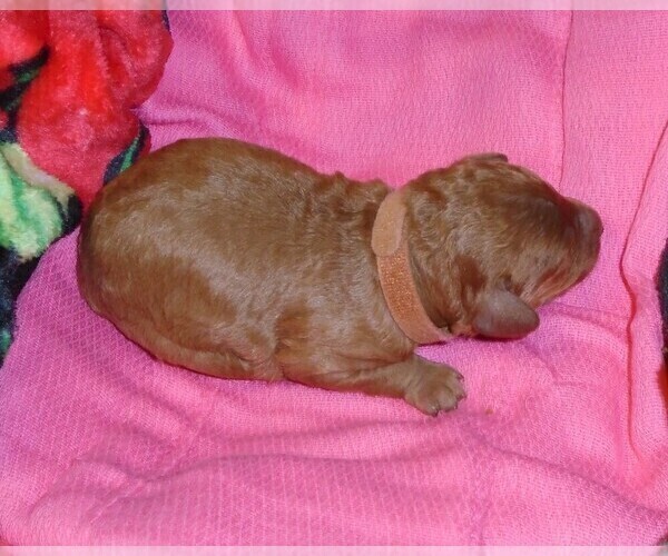Full screen Photo #15 Poodle (Standard) Puppy For Sale in CLATSKANIE, OR, USA