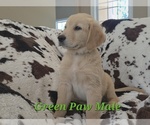 Puppy Green Paw Male Golden Retriever