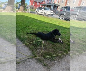 Border Collie-Unknown Mix Dogs for adoption in Mechanicsburg, PA, USA