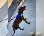 Small #8 Labrador Retriever Mix