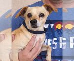 Small #4 Chihuahua