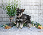 Small Photo #22 Schnauzer (Miniature) Puppy For Sale in BALTIC, OH, USA