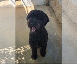 Small Poodle (Standard) Mix