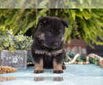 Small #2 German Shepherd Dog