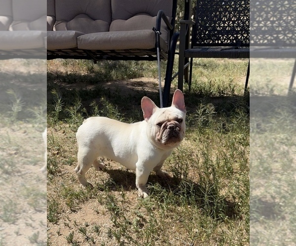 Medium Photo #1 French Bulldog Puppy For Sale in YUCCA VALLEY, CA, USA